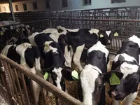 Bulle, Holstein-Rasse — Foto 4