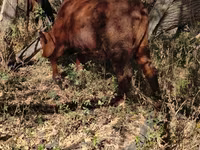 Toro, Ganado vacuno — foto 1