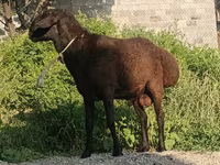 公羊, Hissar sheep — 照片 4