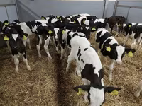 İribuynuzlu mal-qara (partiya, cinsi göstərilməyib), Simmental cattle — foto 7