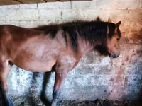خيول (دفعة، الجنس غير محدد), Horse breed — الصورة 3
