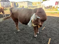 Kuh, Simmental cattle — Foto 7