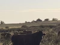ثور, الماشية — الصورة 3