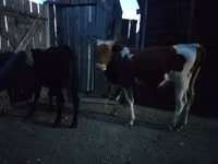 Rinder (Partie, Geschlecht nicht angegeben), Simmental cattle — Foto 7