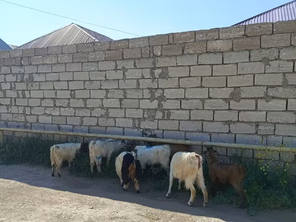 Keçi, Keçilər