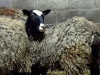 母羊, Romanov sheep — 照片 3