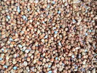 Vind sorgo. mei. raps — الصورة 3
