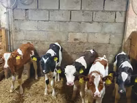 Bulle, Simmental cattle — Foto 2