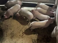 Schweine (Partie, Geschlecht nicht angegeben), Крупная белая — Foto 3