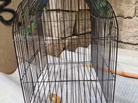 BARTER VAR!!!!!!Qəfəs quşlara məhəbbət,bülbül,xamyak,tısbağa və.s — Foto 1