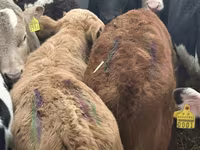 Rinder (Partie, Geschlecht nicht angegeben), Charolais cattle — Foto 7