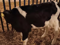 Buqa, Russian Black pied cattle — 3-rasm