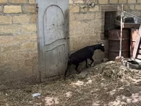 Коза, Murcia-Granada goats — фото 6
