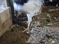 Chickens — 2-rasm