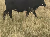 بقرة, Latvian Blue cattle — الصورة 1