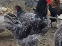 Australorp — foto 1