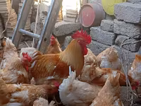 Chickens — photo 2