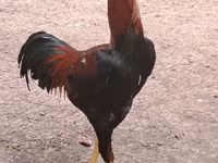 Chickens — 照片 2