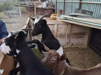 Коза, Alpine goat — фото 3