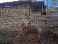 Qoç, Qoyunlar — foto 3