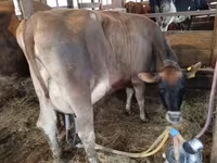 Kuh, Swiss cattle — Foto 6