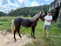 Кобила, Rocky Mountain Horse — фото 6