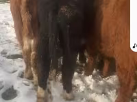 Buğa, Mal-qara — foto 4