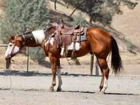 Hengst, American paint horse — Foto 4