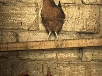 Chickens — Foto 5