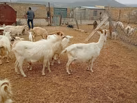 Ziege, Saanen goat — Foto 3