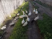 Ducks — الصورة 4