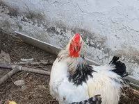 Brahma — Foto 1