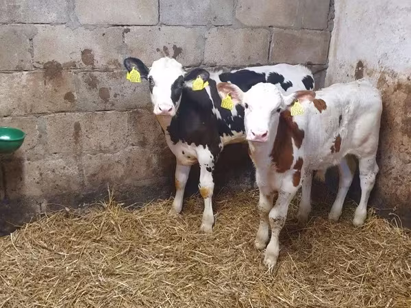 ثور, Simmental cattle