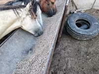 Бие, Horse breed — 2-сурет