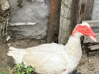 Ducks — photo 1