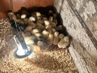 Chickens — 4-сурет