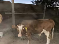 بقرة, Latvian Blue cattle — الصورة 3