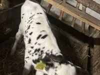 ثور, Russian Black pied cattle — الصورة 6