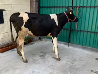 Kuh, Holstein-Rasse — Foto 2