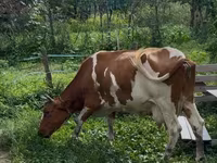 Сиыр, Ірі қара — 3-сурет