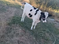 Kuh, Holstein-Rasse — Foto 2