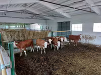 Bulle, Simmental cattle — Foto 5
