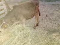 Vaca, Ganado vacuno — foto 2