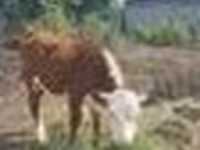 Bulle, Weißkopfige Ukrainische — Foto 3