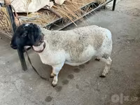 公羊, Dorper sheep — 照片 5