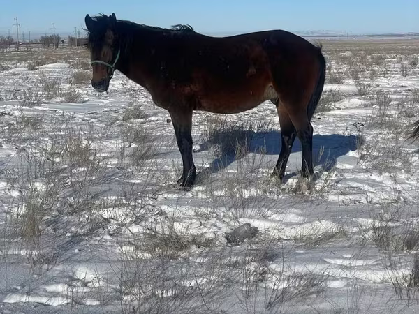 Caballo, Kazakh horse