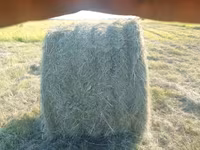 Сено в тюках — फ़ोटो 3