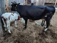 母牛, Simmental cattle — 照片 2