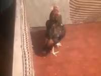 Chickens — Foto 2