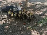 Ducks — Foto 6